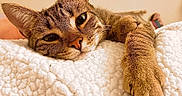 Harmony joined the competition — help win amazing prizes! cat, tabby, pet, animal, feline, sleepy, cozy, blanket, indoor, closeup, paw, fur, whiskers, relaxed, cute, resting, soft, home, comfort, portrait