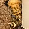 Harmony joined the competition — help win amazing prizes! cat, tabby, pet, indoor, carpet, fur, green_eyes, lying_down, curled_paws, animal, cute, domestic_cat, relaxed, looking_at_camera, feline, whiskers, ears, tail, brown, cozy
