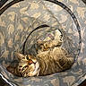 Harmony is registered to the contest to win money with this photo: cat, tabby_cat, tunnel_toy, pet, animal, indoor, relaxed, feline, pattern, fabric, green_eyes, ears, paw, resting, cute, striped, whiskers, closeup, playful, cozy