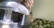 Harmony is registered to the contest to win money with this photo: animal, blanket, cat, cat_tree, cozy, feline, fur, green_eyes, home, indoor, pattern, paw, pet, plush, relaxing, resting, sunlight, tabby, whiskers, window_light