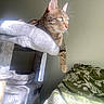 animal, blanket, cat, cat_tree, cozy, feline, fur, green_eyes, home, indoor, pattern, paw, pet, plush, relaxing, resting, sunlight, tabby, whiskers, window_light