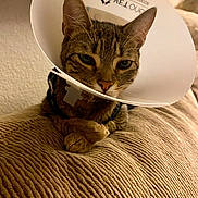 Harmony joined the competition — help win amazing prizes! cat, tabby_cat, cone_collar, pet, indoor, couch, furniture, animal, resting, closeup, brown, textured_surface, domestic_cat, face, ears, whiskers, paws, collar, relaxed, sleepy