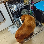 Belle a rejoint le concours — aidez-le/la à gagner de superbes lots ! appliance, cabinet, cleaning, countertop, curious, dishwasher, dog, floor, golden_retriever, home, household, indoor, kitchen, open_appliance, pan, pet, plate, tile_floor, towel, trash_bin