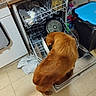 appliance, cabinet, cleaning, countertop, curious, dishwasher, dog, floor, golden_retriever, home, household, indoor, kitchen, open_appliance, pan, pet, plate, tile_floor, towel, trash_bin