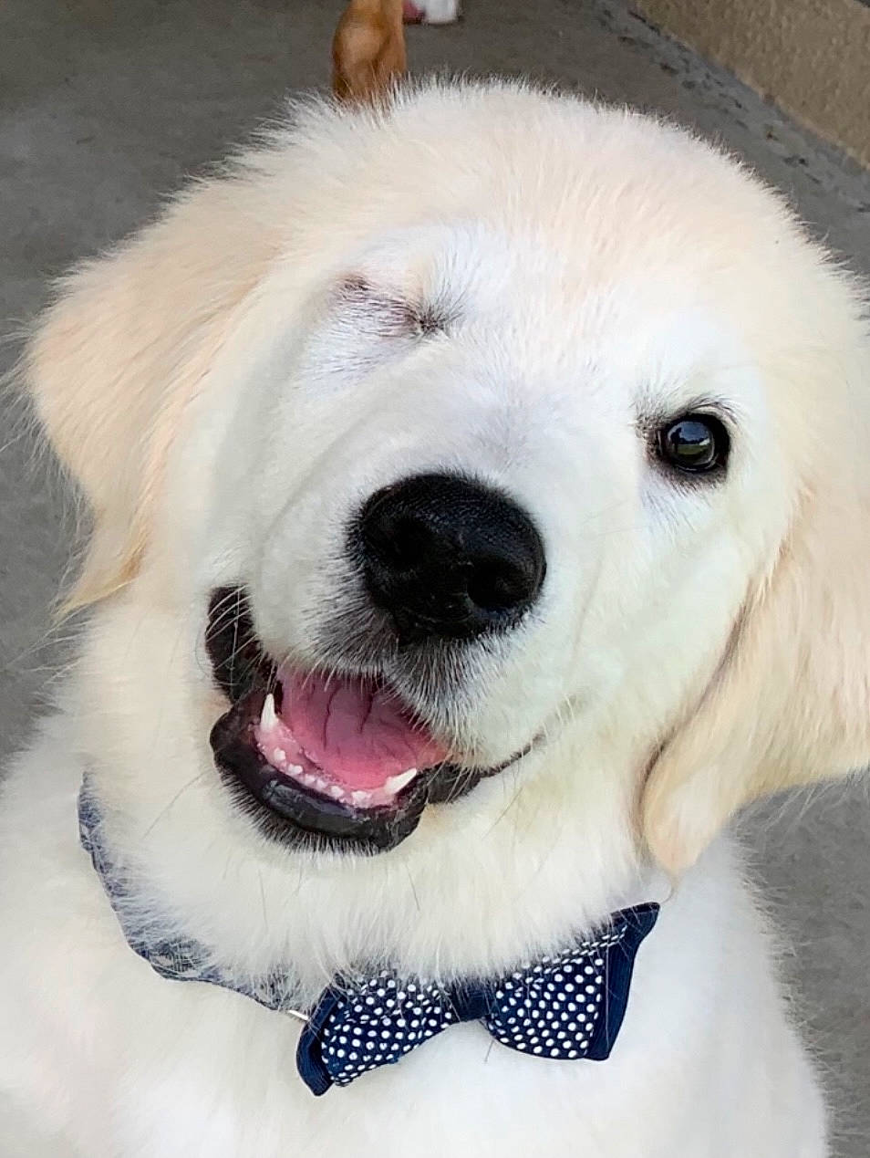 Bugsy joined the competition — help win amazing prizes! canidae, carnivore, collar, companion_dog, dog, dog_breed, dog_collar, eye, fawn, fur, non_sporting_group, paw, pet_supply, snout, sporting_group, tree, whiskers, white, working_animal, working_dog