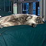 Kiki is registered to the contest to win money with this photo: cat, indoor, couch, furniture, relaxed, sleeping, pet, fluffy, animal, teal, cat_tree, water_bottle, home, cozy, resting, fur, mammal, domestic_animal, laying, window
