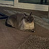 Kiki is registered to the contest to win money with this photo: cat, siamese_cat, pet, animal, indoor, carpet, floor, window, glass_door, relaxed, fur, whiskers, tail, paws, home, domestic_animal, cute, mammal, resting, quiet