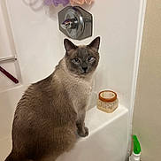 Kiki joined the competition — help win amazing prizes! cat, siamese_cat, bathroom, bathtub, faucet, bath_pouf, toiletries, container, floor, wall, pet, animal, fur, blue_eyes, sitting, domestic, indoor, curious, looking, cleaning_product