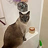 cat, siamese_cat, bathroom, bathtub, faucet, bath_pouf, toiletries, container, floor, wall, pet, animal, fur, blue_eyes, sitting, domestic, indoor, curious, looking, cleaning_product