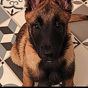 Vikie a rejoint le concours — aidez-le/la à gagner de superbes lots ! dog, puppy, german_shepherd, pet, animal, close_up, face, ears, fur, floor, tile_floor, patterned_floor, brown, black, indoor, looking_up, cute, young, sitting, portrait