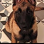 dog, puppy, german_shepherd, pet, animal, close_up, face, ears, fur, floor, tile_floor, patterned_floor, brown, black, indoor, looking_up, cute, young, sitting, portrait
