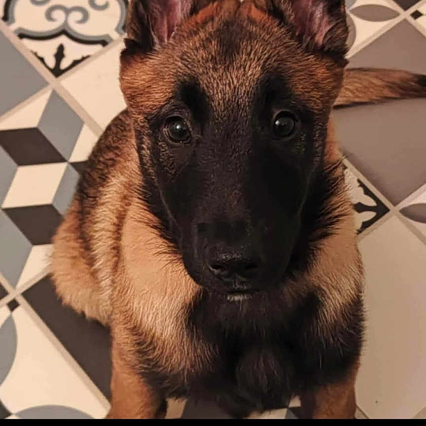 Vikie a rejoint le concours — aidez-le/la à gagner de superbes lots ! animal, black, brown, close_up, cute, dog, ears, face, floor, fur, german_shepherd, indoor, looking_up, patterned_floor, pet, portrait, puppy, sitting, tile_floor, young