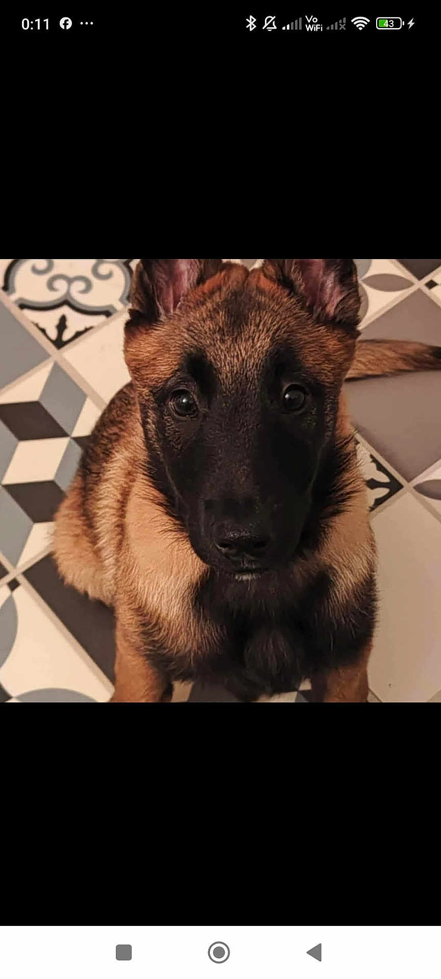Vikie a rejoint le concours — aidez-le/la à gagner de superbes lots ! dog, puppy, german_shepherd, pet, animal, close_up, face, ears, fur, floor, tile_floor, patterned_floor, brown, black, indoor, looking_up, cute, young, sitting, portrait