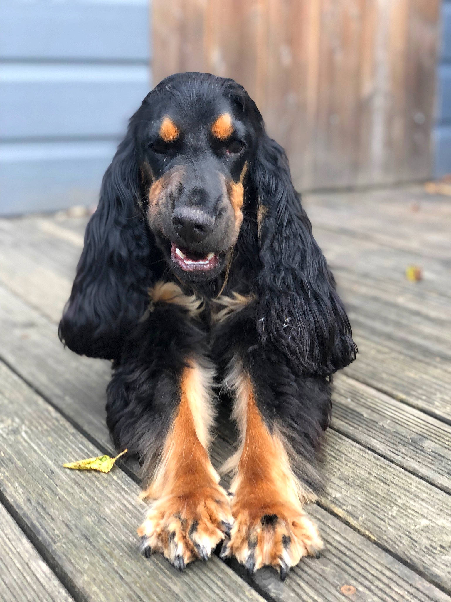 Pipo a rejoint le concours — aidez-le/la à gagner de superbes lots ! biting, canidae, carnivore, companion_dog, dog, dog_breed, fur, hardwood, king_charles_spaniel, liver, plank, snout, sporting_group, terrestrial_animal, wood, working_animal, working_dog