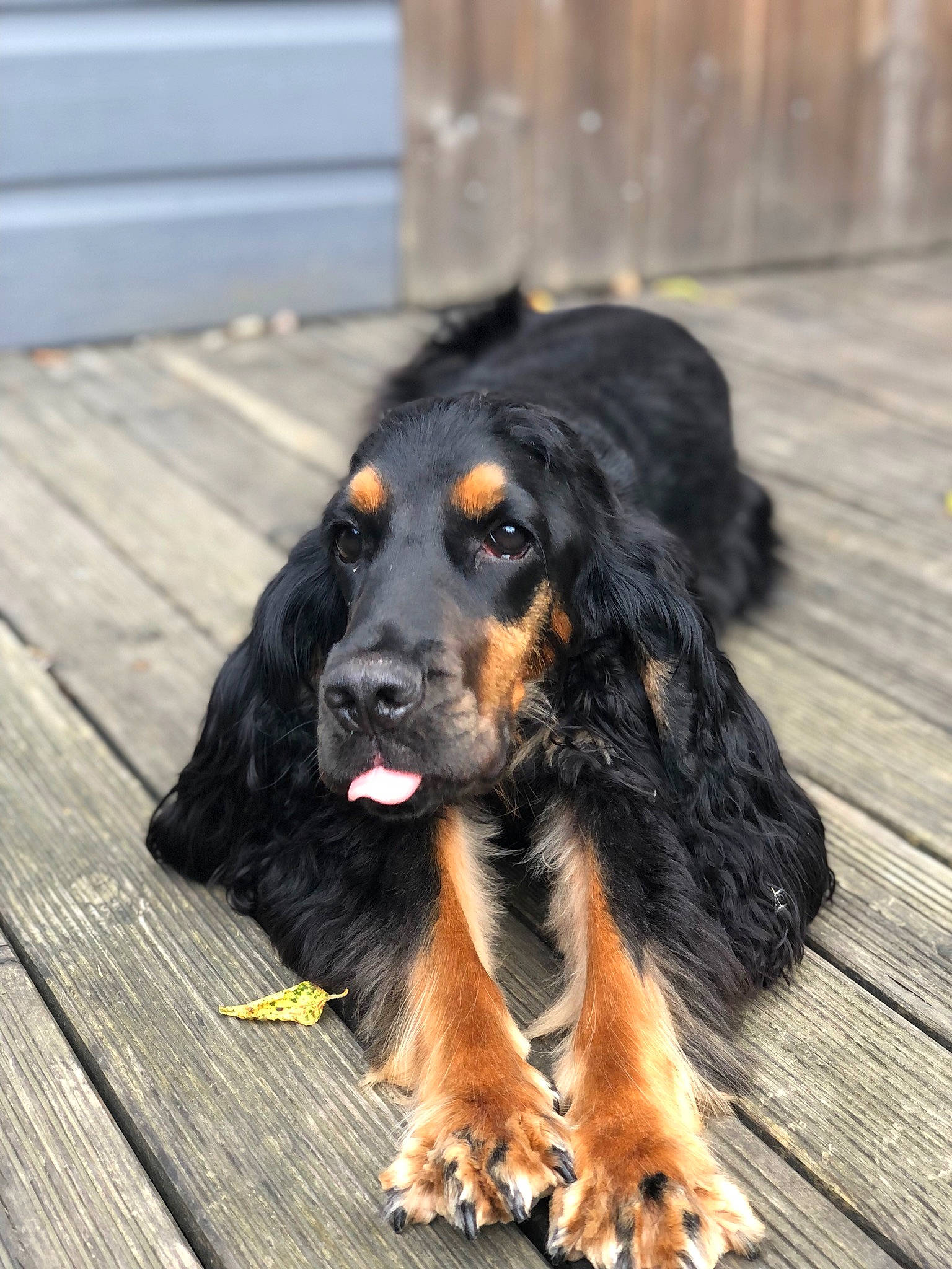 Pipo participe au concours pour gagner de l'argent avec cette photo : biting, canidae, carnivore, companion_dog, dog, dog_breed, fur, hardwood, plank, snout, sporting_group, terrestrial_animal, wood, working_dog