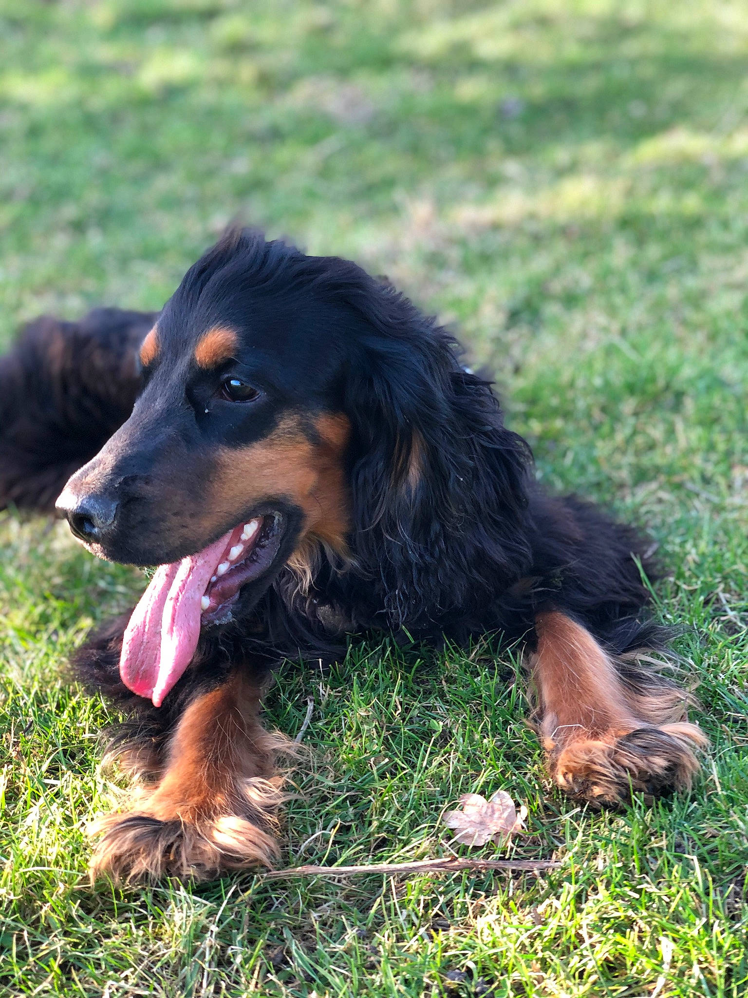 Pipo a rejoint le concours — aidez-le/la à gagner de superbes lots ! canidae, carnivore, companion_dog, dog, dog_breed, grass, gun_dog, hunting_dog, liver, snout, sporting_group, terrestrial_animal, working_dog