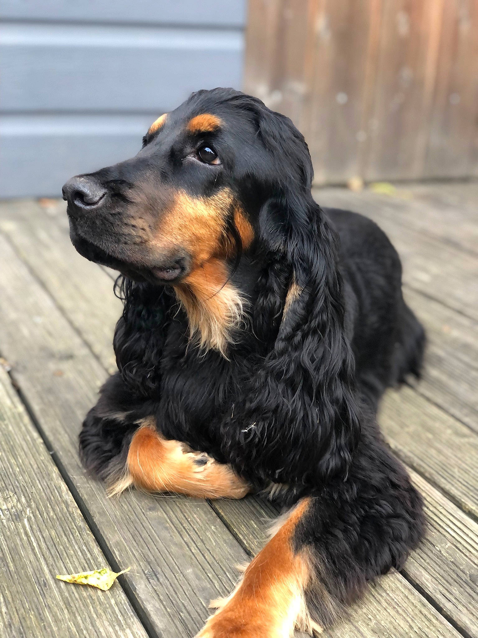 Pipo a rejoint le concours — aidez-le/la à gagner de superbes lots ! canidae, carnivore, companion_dog, dog, dog_breed, fur, hardwood, hunting_dog, plank, terrestrial_animal, wood, working_dog