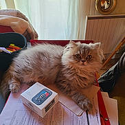 Bloom a rejoint le concours — aidez-le/la à gagner de superbes lots ! animal, blanket, cat, desk, documents, eyes, face, fluffy, furry, home, indoor, long_hair, paperwork, persian_cat, pet, portrait, sitting, stationery, table, whiskers