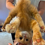 Leo is registered to the contest to win money with this photo: animal, carpet, cat, closeup, curious, cute, feline, fur, hand, indoor, kitten, orange_cat, paw_pads, person, pet, playful, upside_down, whiskers, white_paws, young_cat