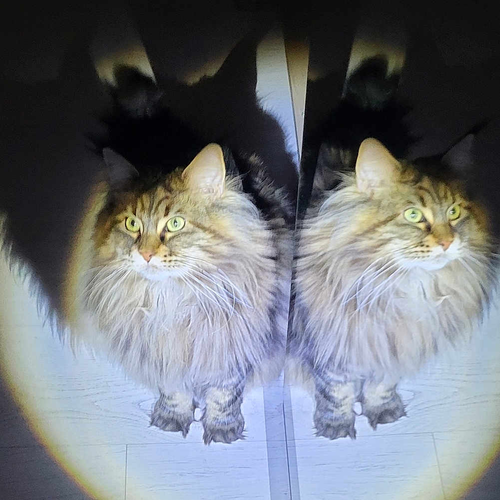 Luna participe au concours pour gagner de l'argent avec cette photo : animal, cat, cute, domestic_cat, feline, floor, fluffy, fur, green_eyes, indoor, looking_up, mirror, pet, portrait, reflection, shadow, spotlight, twin, whiskers, wooden_floor