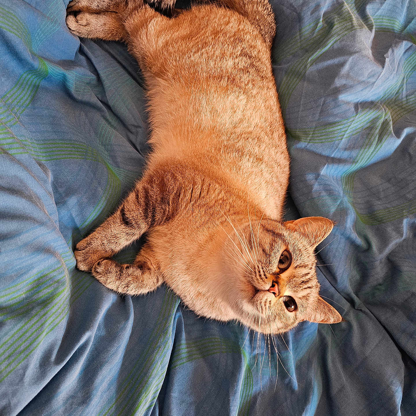 Rosie is registered to the contest to win money with this photo: abyssinian, animal, back, bed, bedroom, blanket, bodypart, cat, couch, furniture, homedecor, kitten, linen, manx, person, pet, quilt, siamese, sleeping, wood