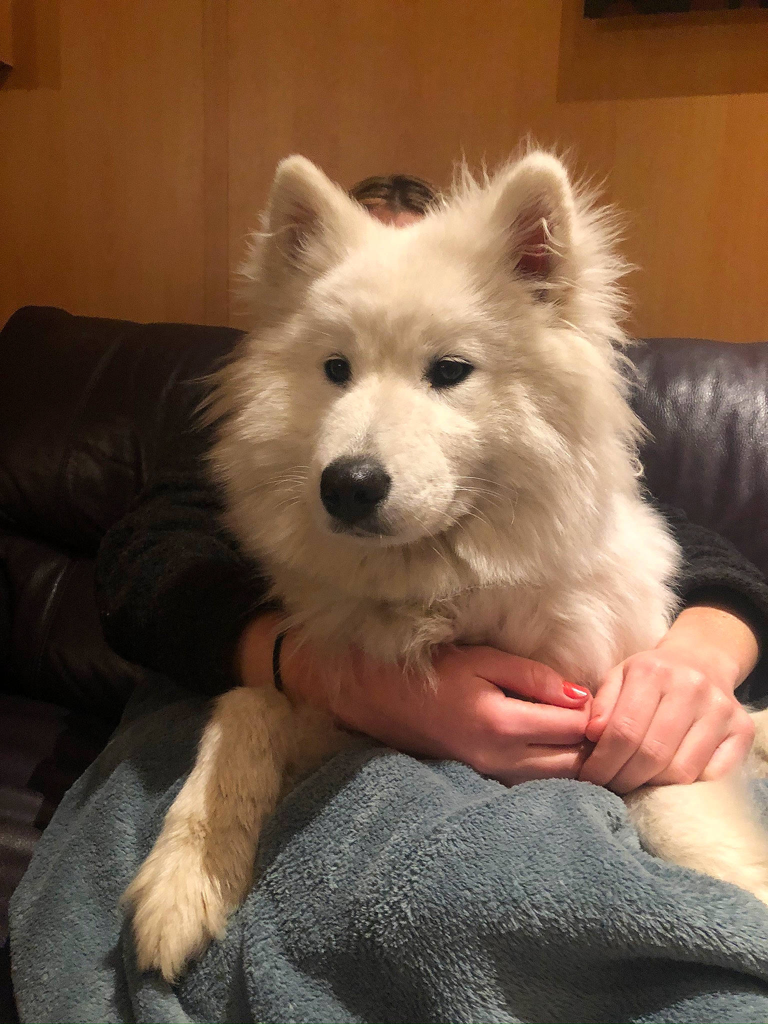 Peaky participe au concours pour gagner de l'argent avec cette photo : american_eskimo_dog, canidae, carnivore, companion_dog, dog, dog_breed, eye, fawn, fur, german_spitz_klein, german_spitz_mittel, indian_spitz, non_sporting_group, samoyed, small_terrier, snout, spitz, sporting_group, toy_dog, working_dog