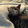 animal, blanket, cat, closeup, comfort, cozy, cute, feline, fur, indoor, nap, peaceful, pet, relaxation, resting, sleeping, soft, tabby, texture, warm