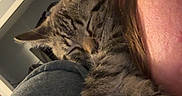 Nismo joined the competition — help win amazing prizes! affection, animal, cat, closeup, comfort, companion, cozy, cute, face_partial, fur, human, indoor, kitten, paw, pet, resting, shoulder, sleeping, tabby, warm