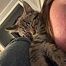 affection, animal, cat, closeup, comfort, companion, cozy, cute, face_partial, fur, human, indoor, kitten, paw, pet, resting, shoulder, sleeping, tabby, warm