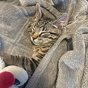 Nismo joined the competition — help win amazing prizes! animal, blanket, cat, comfort, cozy, cute, ears, fur, indoor, kitten, mammal, napping, pet, plush_toy, relaxation, resting, sleeping, soft, tabby, whiskers