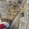 animal, blanket, cat, comfort, cozy, cute, ears, fur, indoor, kitten, mammal, napping, pet, plush_toy, relaxation, resting, sleeping, soft, tabby, whiskers