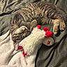 Nismo joined the competition — help win amazing prizes! animal, blanket, cat, comfort, cozy, cute, feline, fur, indoor, kitten, nap, pet, plush_toy, relaxing, resting, sleeping, soft, striped, stuffed_animal, tabby