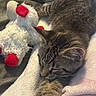 Nismo joined the competition — help win amazing prizes! animal, closeup, comfy, cozy, cute, fur, indoor, kitten, mammal, nap, paw, pet, red, relaxing, resting, sleeping, soft_blanket, stuffed_toy, tabby_cat, white