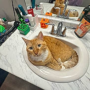 Tobi joined the competition — help win amazing prizes! bathroom, cat, colgate, countertop, curious, domestic_cat, faucet, fur, household, indoor, mirror, orange, orange_tabby, pet, pumpkin_spice, reflection, sink, toiletries, whiskers, white