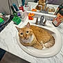 bathroom, cat, colgate, countertop, curious, domestic_cat, faucet, fur, household, indoor, mirror, orange, orange_tabby, pet, pumpkin_spice, reflection, sink, toiletries, whiskers, white