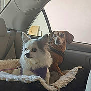 Penny is registered to the contest to win money with this photo: dog, car_interior, seat, blanket, pet, fluffy, brown_dog, white_dog, leash, window, backseat, comfort, animal, canine, resting, portrait, two_dogs, domestic_animal, indoor, cute