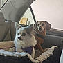 dog, car_interior, seat, blanket, pet, fluffy, brown_dog, white_dog, leash, window, backseat, comfort, animal, canine, resting, portrait, two_dogs, domestic_animal, indoor, cute