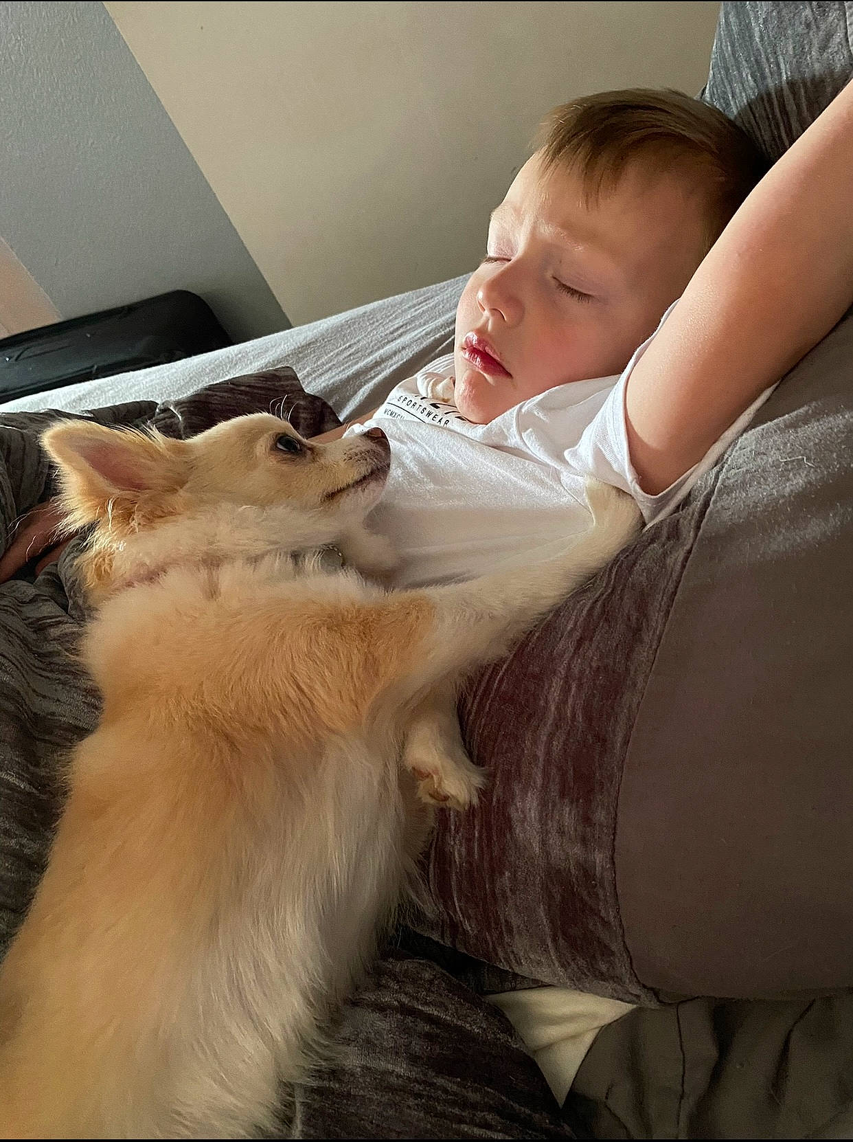 Akira joined the competition — help win amazing prizes! baby, baby_sleeping, blond, carnivore, cat, comfort, companion_dog, domestic_short_haired_cat, ear, eyelash, fawn, felidae, fur, happy, iris, lap, nap, small_to_medium_sized_cats, toddler, whiskers