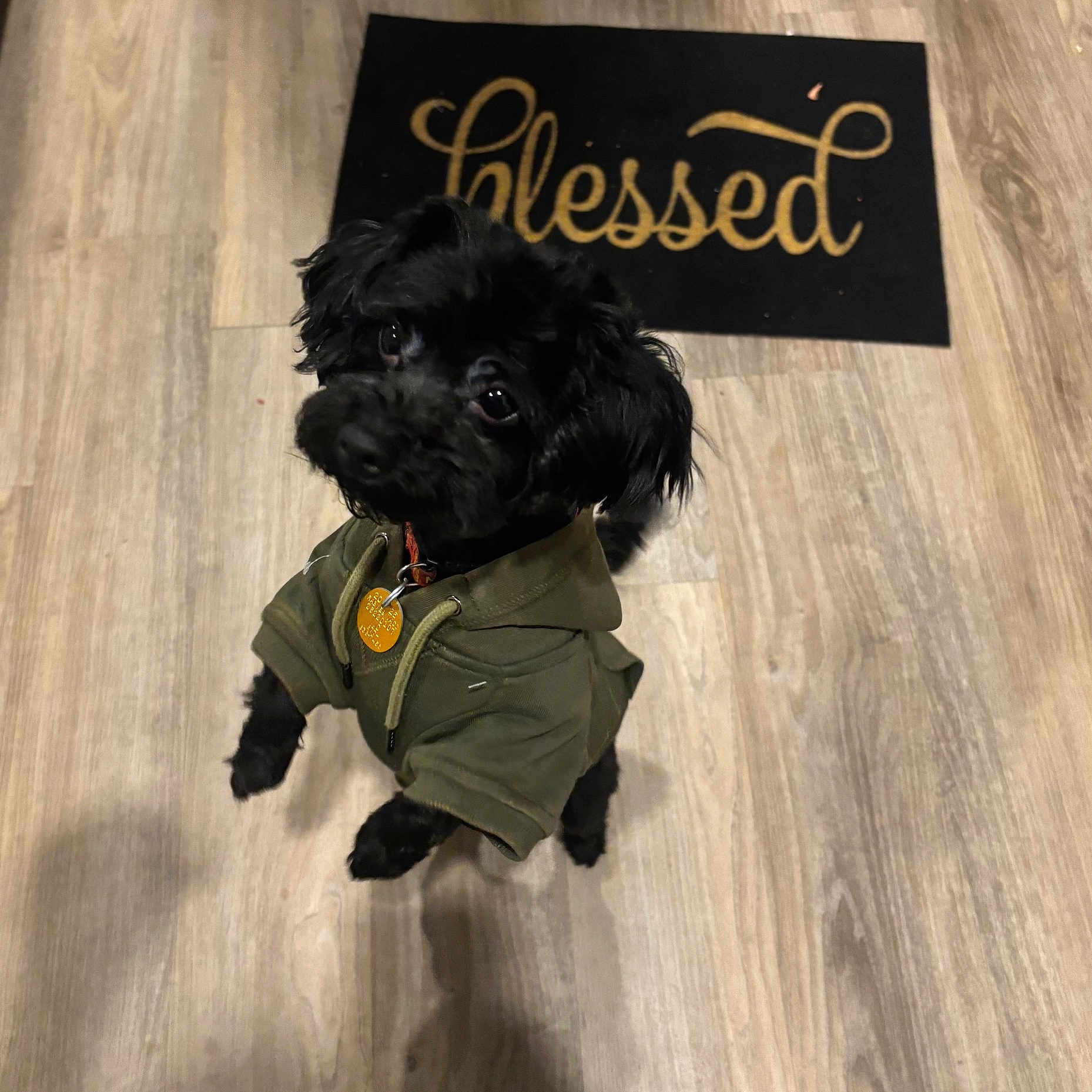 Levi Mobley joined the competition — help win amazing prizes! dog, black_dog, puppy, hoodie, clothing, indoor, wooden_floor, mat, text_on_mat, blessed, pet, cute, small_dog, looking_up, standing, curious, animal, domestic_animal, fur, collar