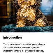 Levi Mobley joined the competition — help win amazing prizes! animal, blue_cushion, blurred_background, canine, cushion, cute, dog, fluffy, furniture, indoor, introduction, long_hair, pet, pet_portrait, portrait, puppy, small_dog, text, top_knot, yorkavese