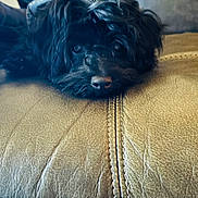 Levi Mobley is registered to the contest to win money with this photo: dog, black_dog, pet, leather_couch, resting, close_up, animal, fur, face, snout, indoor, home, cozy, cute, lying_down, looking, animal_portrait, soft_light, comfortable, relaxed