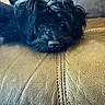 dog, black_dog, pet, leather_couch, resting, close_up, animal, fur, face, snout, indoor, home, cozy, cute, lying_down, looking, animal_portrait, soft_light, comfortable, relaxed
