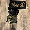 Levi Mobley joined the competition — help win amazing prizes! animal, black_dog, blessed, clothing, collar, companion, cute, dog, domestic, fur, hoodie, indoor, looking_up, mat, pet, portrait, small_dog, standing, tag, wooden_floor