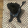 Levi Mobley is registered to the contest to win money with this photo: dog, black_dog, denim_jacket, pet, cushion, checkered_pattern, floor, wooden_floor, indoor, cute, small_dog, fluffy_tail, looking_up, sitting, animal, fur, domestic_animal, cozy, companion, playful