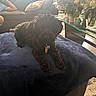 Levi Mobley is registered to the contest to win money with this photo: blanket, carpet, casual, collar, comfort, couch, cup, dog, flower_vase, fur, glass_table, home, indoor, leisure, living_room, person, pet, pillow, relaxing, seated