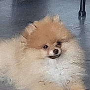 Vita a rejoint le concours — aidez-le/la à gagner de superbes lots ! animal, canine, companion, cute, dog, domestic_animal, floor, fluffy, fur, furniture_leg, household, indoor, mammal, pet, pomeranian, portrait, relaxed, resting, small_dog, tile