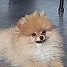 animal, canine, companion, cute, dog, domestic_animal, floor, fluffy, fur, furniture_leg, household, indoor, mammal, pet, pomeranian, portrait, relaxed, resting, small_dog, tile