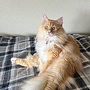Callie is registered to the contest to win money with this photo: cat, fluffy, orange_cat, white_fur, pet, domestic_cat, indoor, plaid_blanket, relaxed, feline, long_fur, animal, cute, whiskers, tail, pink_nose, ears, sitting, bed, cozy