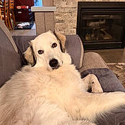Hazel is registered to the contest to win money with this photo: dog, white_dog, fluffy, couch, living_room, fireplace, indoor, pet, relaxed, furniture, cozy, home, canine, looking, resting, animal, fur, seat, domestic, comfort