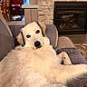 dog, white_dog, fluffy, couch, living_room, fireplace, indoor, pet, relaxed, furniture, cozy, home, canine, looking, resting, animal, fur, seat, domestic, comfort